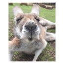 Suche nach känguru poster Für alle