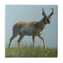 Suche nach antilope fliesen Gabelbock