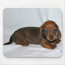 Suche nach würstchen mousepads Welpen