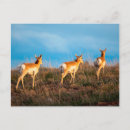 Suche nach antilope postkarten Pronghorn