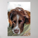 Suche nach english springer spaniel poster Haustiere