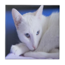 Suche nach blaues augen fliesen Blaue mit augen katze