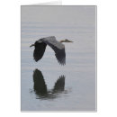 Suche nach herodias postkarten Graureiher