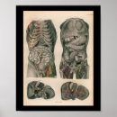 Suche nach internal organs poster Anatomy