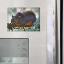 Suche nach squirrel magnete Niedlich