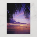Suche nach negril Palme