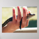 Suche nach alligatoren poster Natur