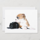 Suche nach britische bulldogge karten Englischer bulldog
