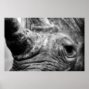Suche nach nashorn poster Nashörner