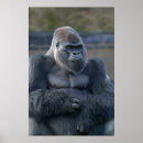 Suche nach silverback poster Für alle