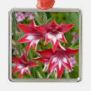 Suche nach schwertlilie ornamente Blume