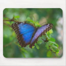 Suche nach blauer morpho schmetterling mousepads Natur