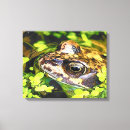 Suche nach frog leinwandbilder Amphibisch