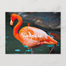 Suche nach flamingo horizontale postkarten Fotografie