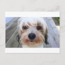 Suche nach niedliche hunde postkarten Süß