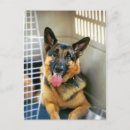Suche nach schäferhunde postkarten Polizeihund