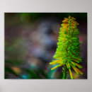Suche nach psychedelische blumen poster Für alle