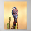 Suche nach hawker poster Usa