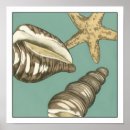 Suche nach muschel poster Seesterne