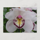 Suche nach orchideen foto postkarten Weiß