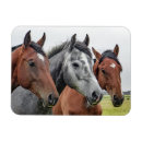 Suche nach graues pferd magnete Graupferd