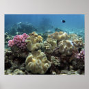 Suche nach great barrier reef poster Queensland