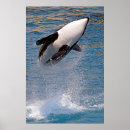 Suche nach killerwale poster Delfin