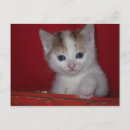 Suche nach die kleine weiße katze postkarten Für alle