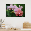 Suche nach orchideen poster Für sie