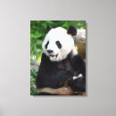 Suche nach pandas leinwandbilder Tierphotographie
