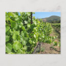 Suche nach weinkellerei postkarten Weinberg