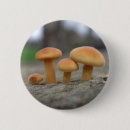 Suche nach baumstamm buttons Pilze