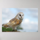 Suche nach eulenbilder Vogel