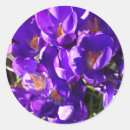 Suche nach krokus aufkleber Für alle