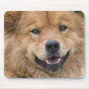 Suche nach wachsamkeit mousepads Betrachten der kamera