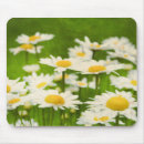 Suche nach gelbe wildblumen mousepads Fotografie