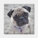 Suche nach pug magnete Welpe