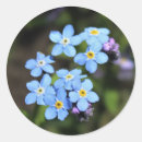Suche nach vergissmeinnicht aufkleber Blume