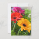 Suche nach roter gerbera karten Gänseblümchen