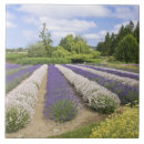 Suche nach purple fliesen Lila