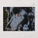Suche nach schwarze hunde postkarten Niedlich