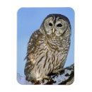 Suche nach eulen magnete Greifvogel