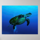 Suche nach schildkröte kunst Ozeane