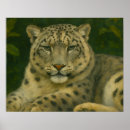 Suche nach schneeleoparden poster Tierwelt