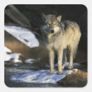 Suche nach canis lupus aufkleber Nordamerika