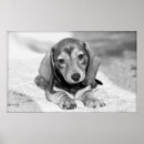 Suche nach dackeln poster Welpen