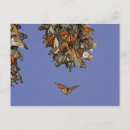 Suche nach pismo postkarten California