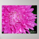 Suche nach asteraceae Blüte