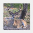 Suche nach whitetail magnete Wild lebende tiere