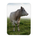 Suche nach die weiden magnete Wiese